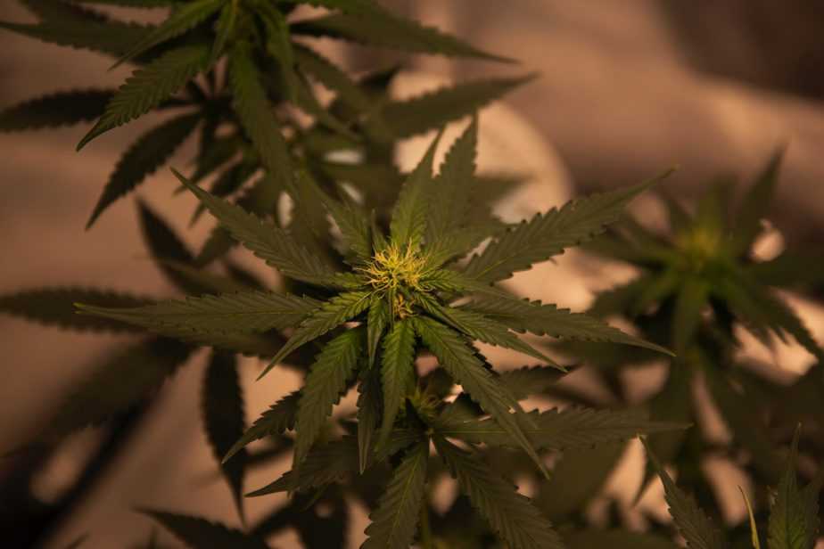 La imagen tiene un atributo ALT vacío; su nombre de archivo es green-cannabis-plant-2731664-3-scaled.jpg