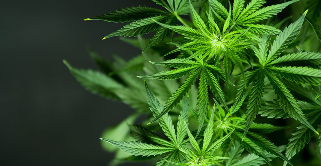 La imagen tiene un atributo ALT vacío; su nombre de archivo es cannabis2-1024x532.jpg